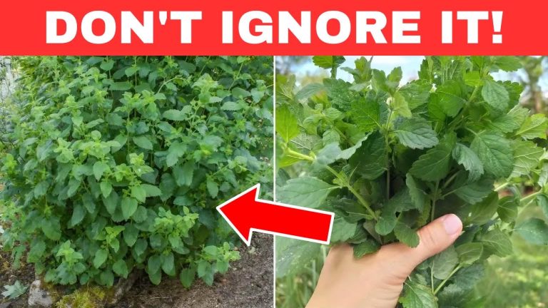 If You See This Plant, Don't Ignore It! It Has Amazing Health Benefits! (Balm Benefits)